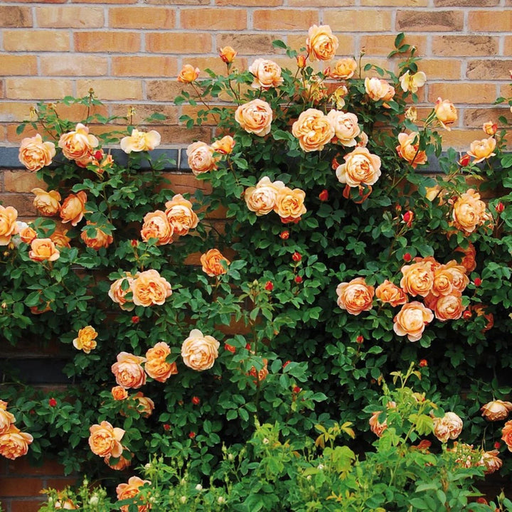 Rosa x 'Ausnyson' Lady of Shalott Shrub David Austin Rose, 5 Gallon Shrub