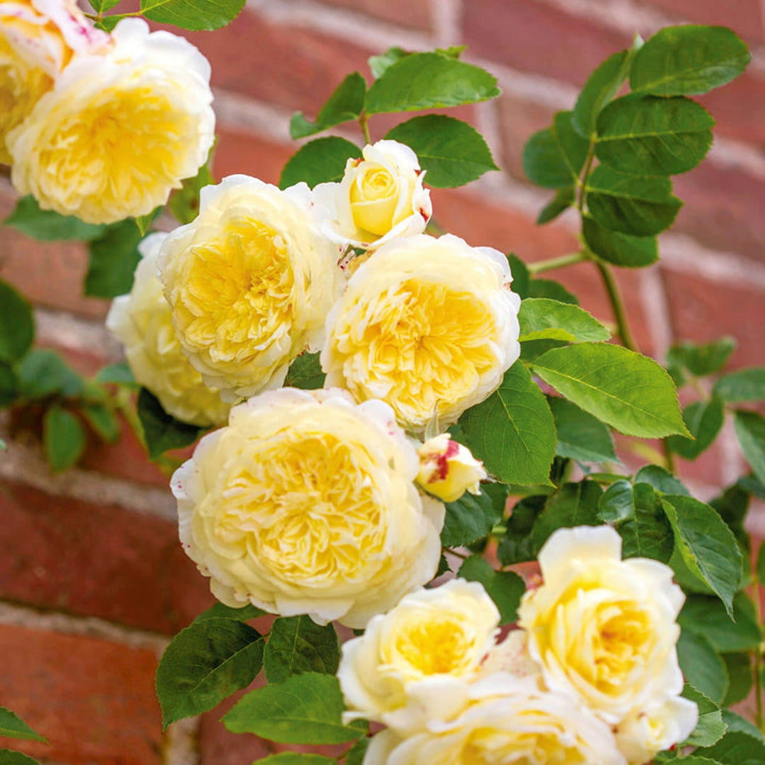Rosa x 'Auswalker' The Pilgram David Austin Rose, 5 Gallon Shrub