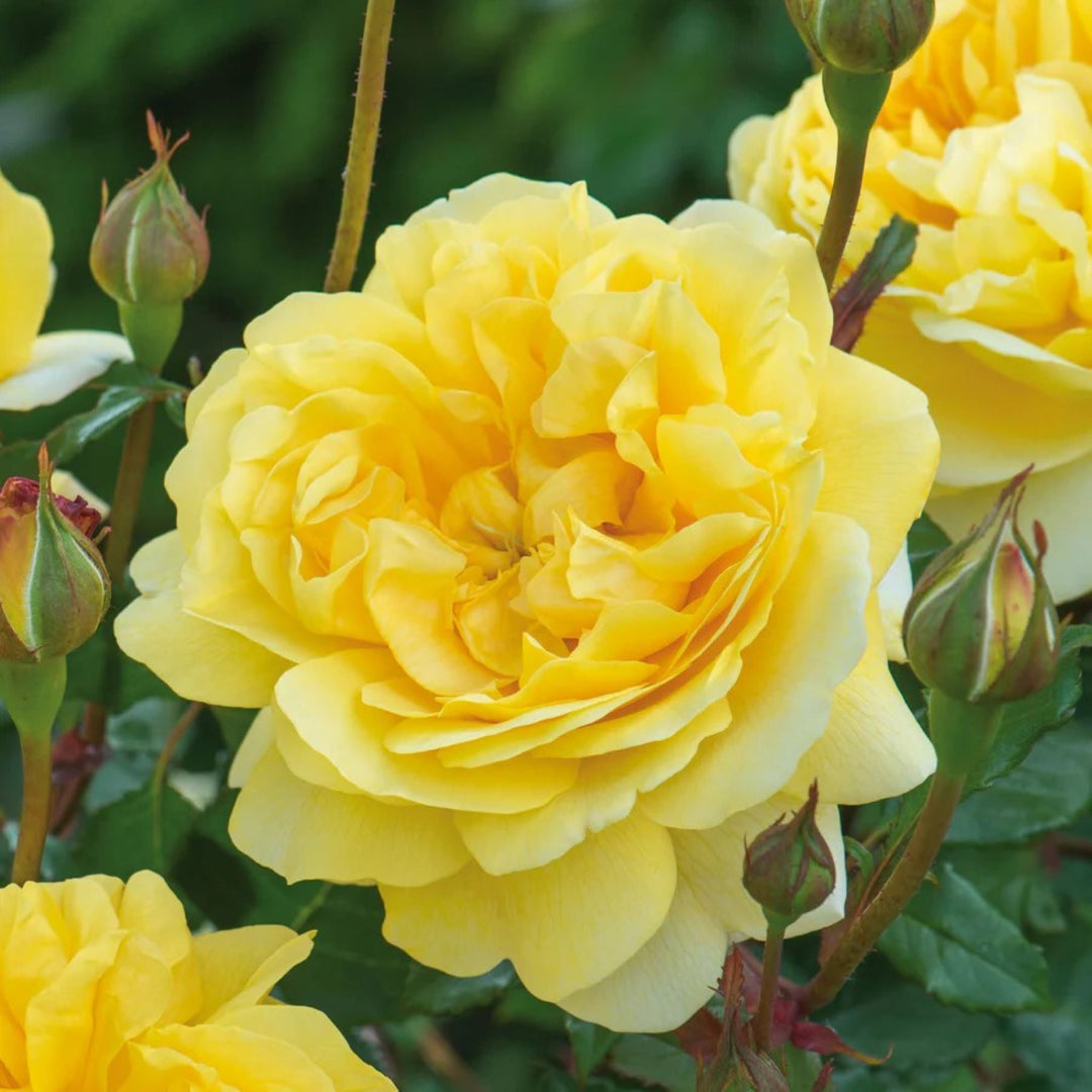 Rosa x 'The Poet's Wife' Shrub Rose, 5 Gallon Shrubs
