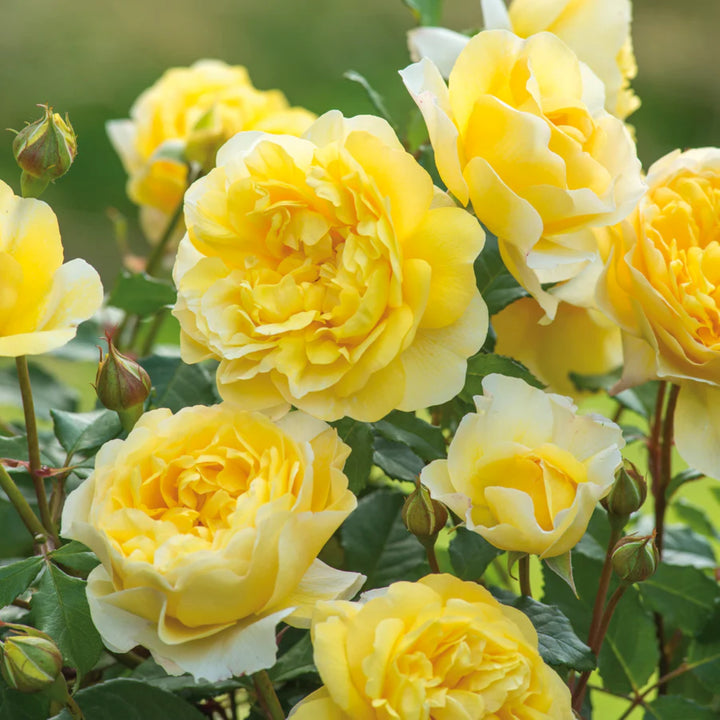 Rosa x 'The Poet's Wife' Shrub David Austin Rose, 5 Gallon Shrub