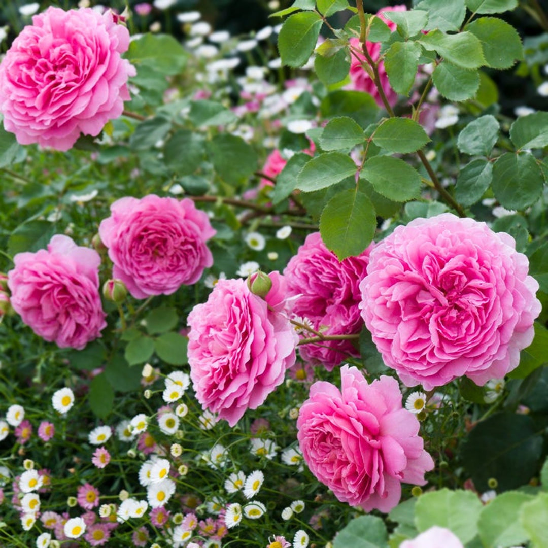 Rosa x 'Ausmerchant' Princess Alexandra Kent David Austin Rose, 5 Gallon Shrub