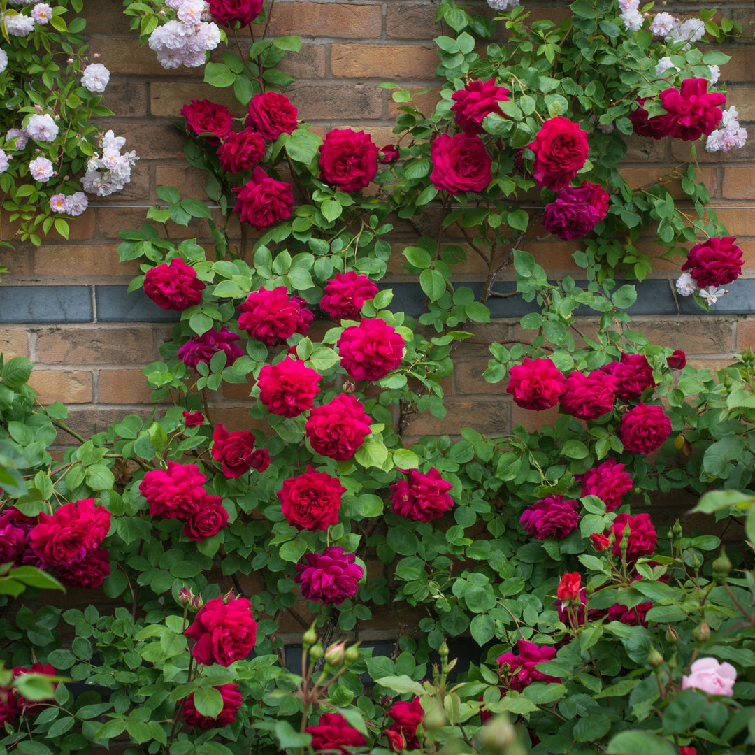 Rosa x 'Ausmove' Tess Of The D'urbervilles David Austin Rose, 5 Gallon Shrub
