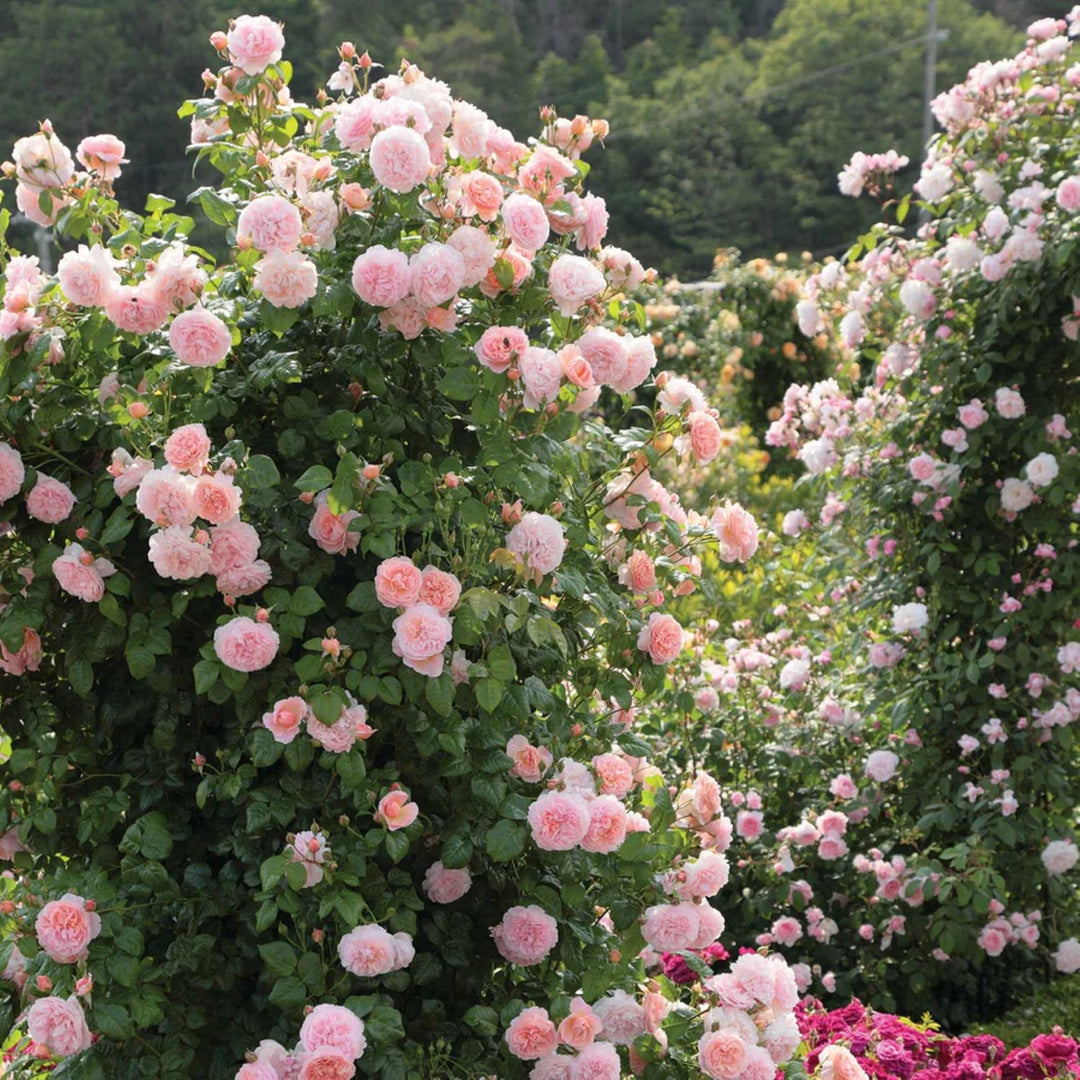 Rosa x 'Ausrimini' PP18716 Strawberry Hill Climbing David Austin Rose, 5 Gallon Shrub