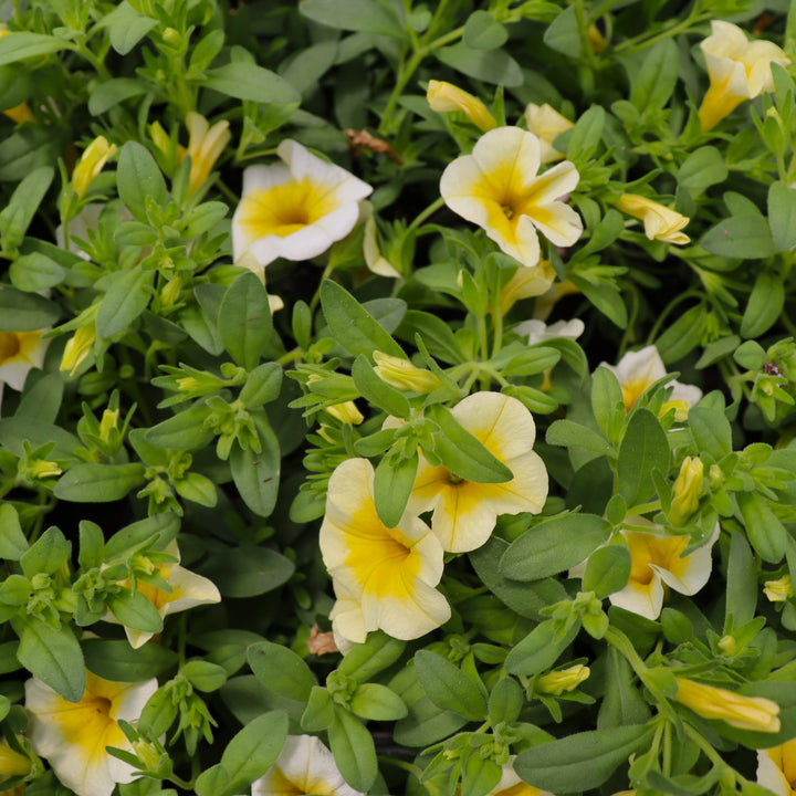 Calibrachoa x 'KLECA22901' Calibrachoa, 1 Quart Annuals