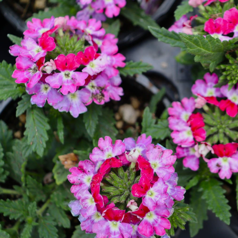 Verbena