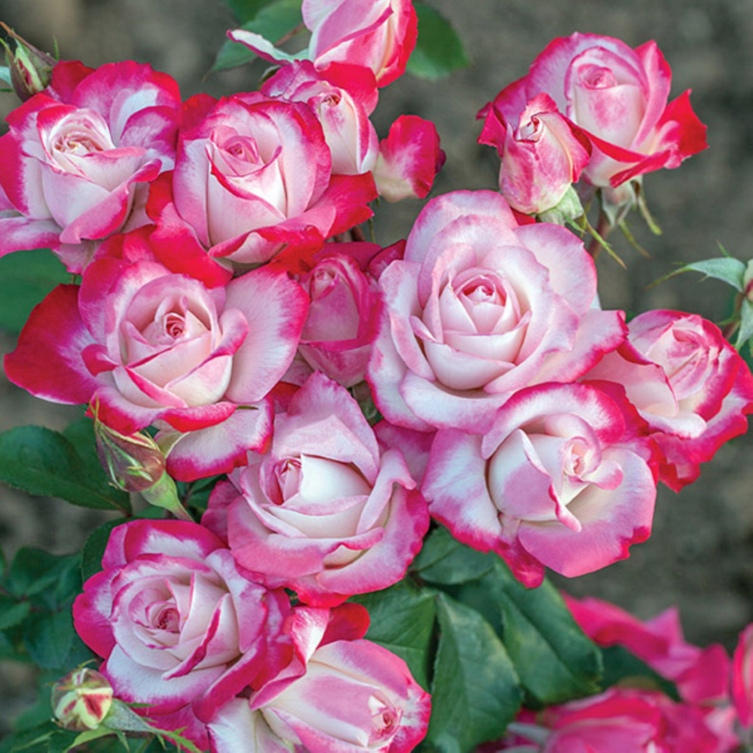 Rosa x 'Meiriansois' Candy Cane Cocktail Floribunda Rose, 5 Gallon Shrub
