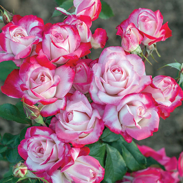 Rosa x 'Meiriansois' Candy Cane Cocktail Floribunda Rose, 5 Gallon Shrub