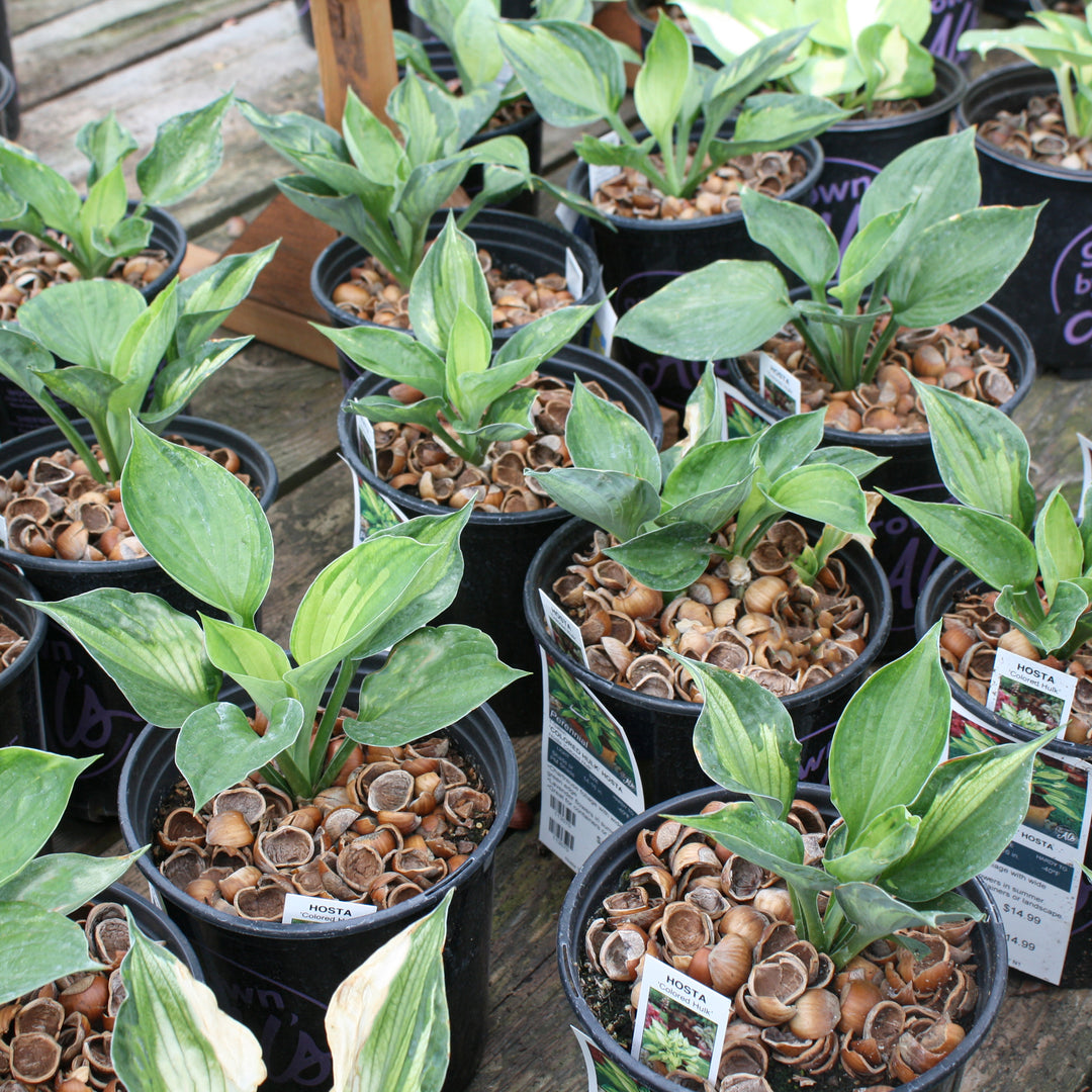 Hosta 'Colored Hulk' Hosta, 1 Gallon Perennial