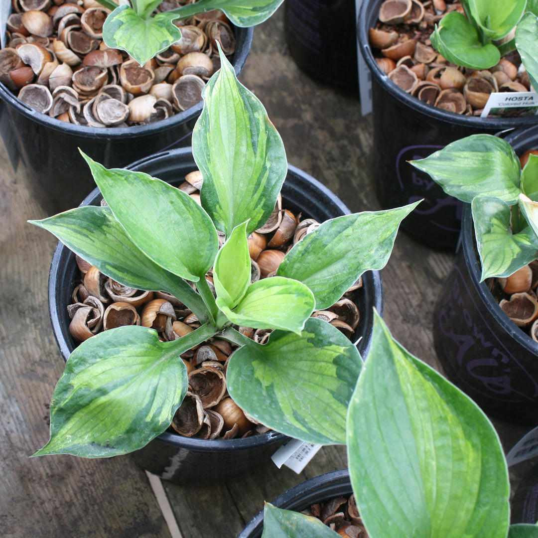 Hosta 'Colored Hulk' Hosta, 1 Gallon Perennial