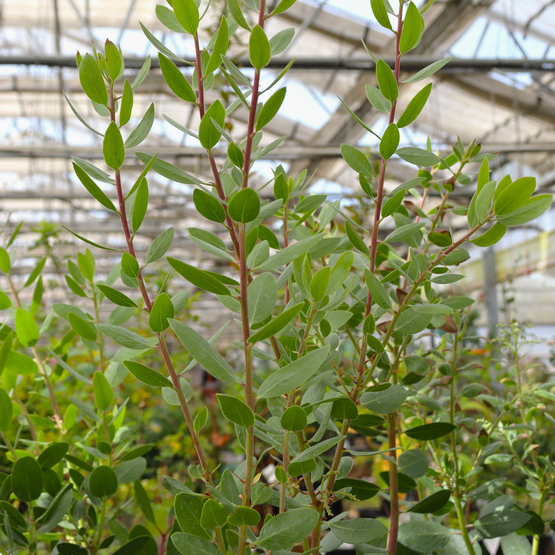 Arctostaphylos x 'Austin Griffiths' Manzanita, 1 Gallon Shrub
