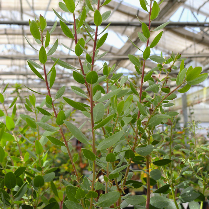 Arctostaphylos x 'Austin Griffiths' Manzanita, 1 Gallon Shrub