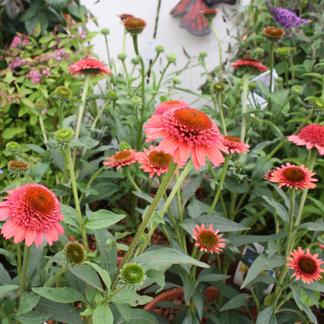 Echinacea x 'Carmine' Cara Mia™ Carmine Coneflower, 12 Inch Perennial