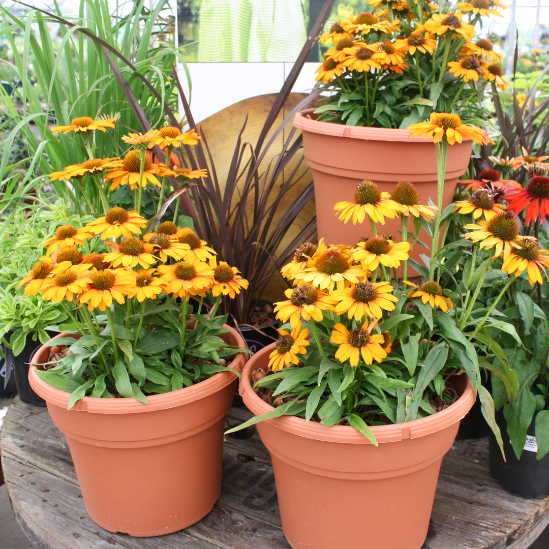 Echinacea x 'TNECHPS' PPAF Prima™ Saffron Coneflower, 12 Inch Perennial
