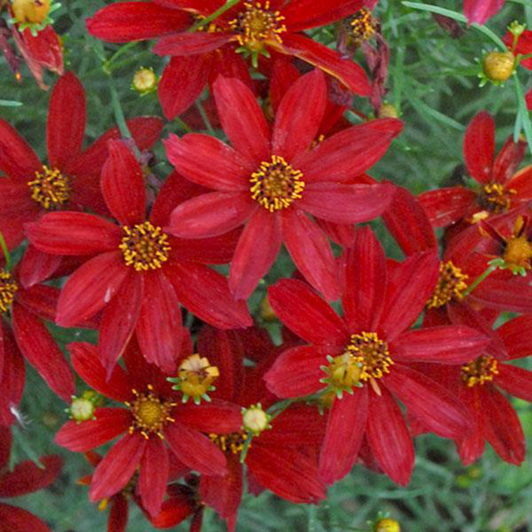 Coreopsis verticillata 'Sizzle & Spice Hot Paprika' PP28522 Threadleaf Coreopsis, 1 Gallon Perennial