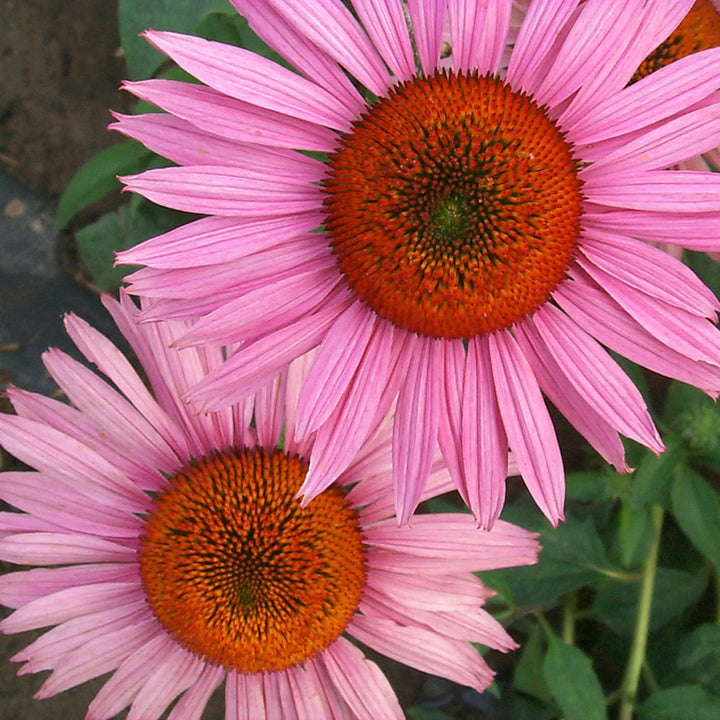 Echinacea purpurea 'Ruby Giant' Prarie Pillars™ Ruby Giant Coneflower, 1 Gallon Perennial