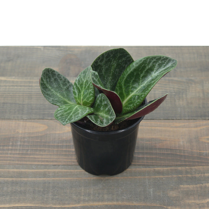 Crassula ovata 'Red Luna' Jade Plant, 4 Inch Houseplant
