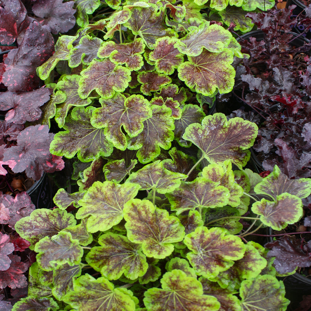Heucherella 'Solar Eclipse' PP23647 Foamy Bells, 1 Gallon Perennial