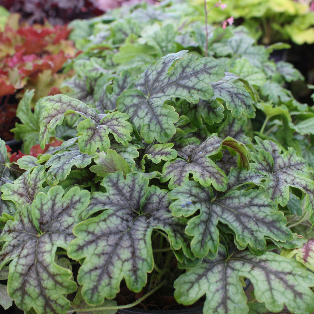 Heucherella 'Tapestry' PP21150 Foamy Bells, 1 Gallon Perennial