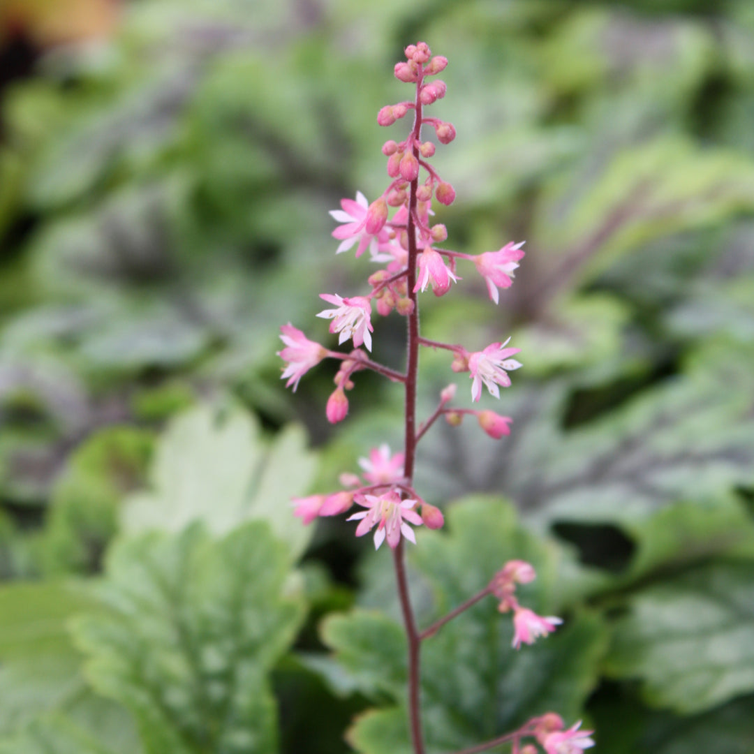 Heucherella 'Tapestry' PP21150 Foamy Bells, 1 Gallon Perennial