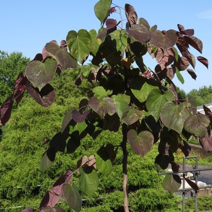 Cercis canadensis 'Black Pearl' PP28627 Redbud, 7 Gallon Tree