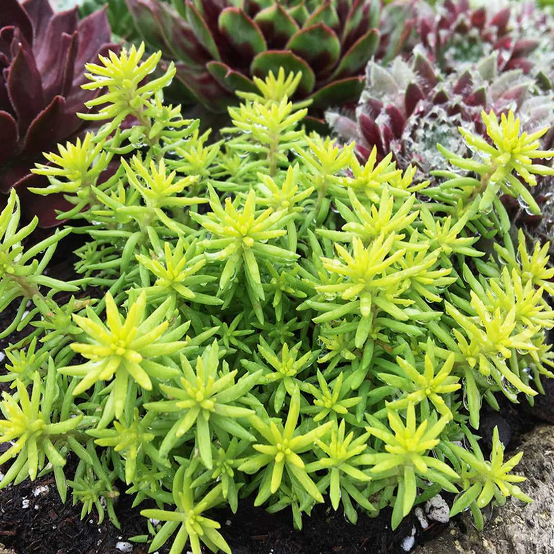 Sedum rupestre 'Sunsparkler Angelinas Teacup' PP32344 Sunsparkler® Angelinas Teacup Stonecrop Creeping Sedum, 1 Quart Perennial