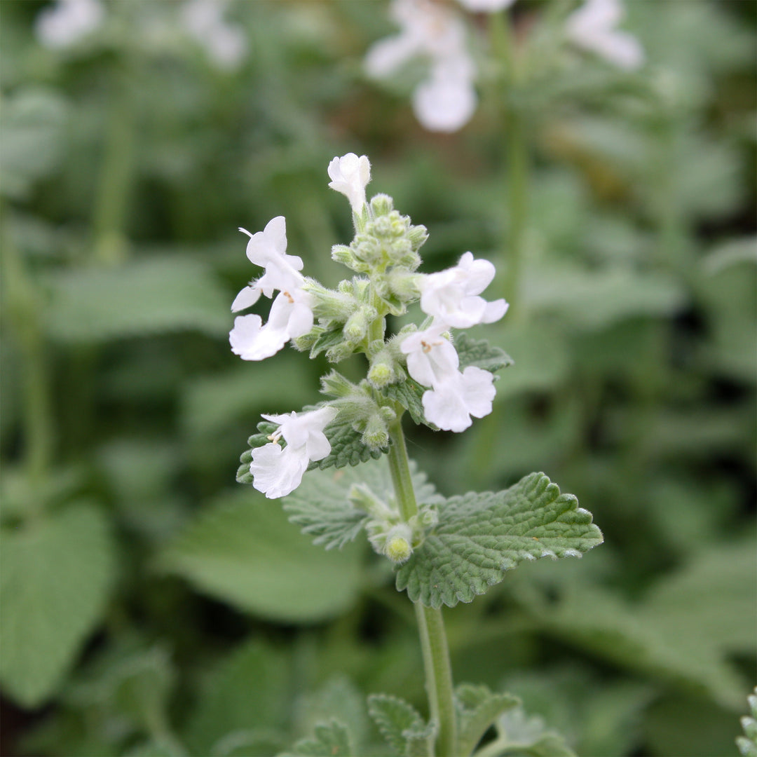Nepeta racemosa 'Snowflake' Catmint, 1 Gallon Perennial