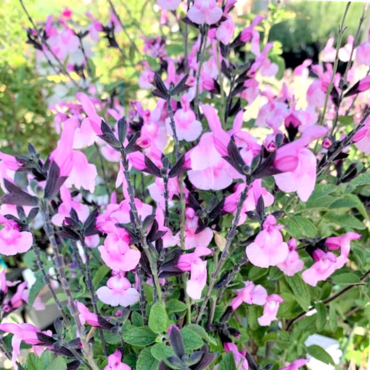 Salvia microphylla 'Angel Wings' Salvia, 1 Gallon Perennial