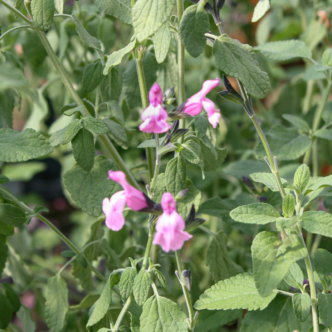 Salvia microphylla 'Angel Wings' Salvia, 1 Gallon Perennial