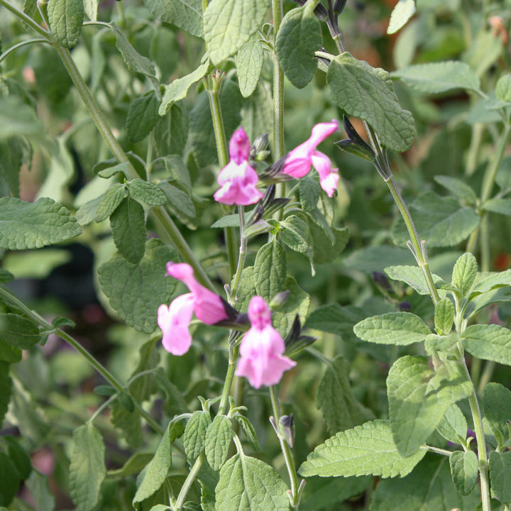 Salvia microphylla 'Angel Wings' Salvia, 1 Gallon Perennial
