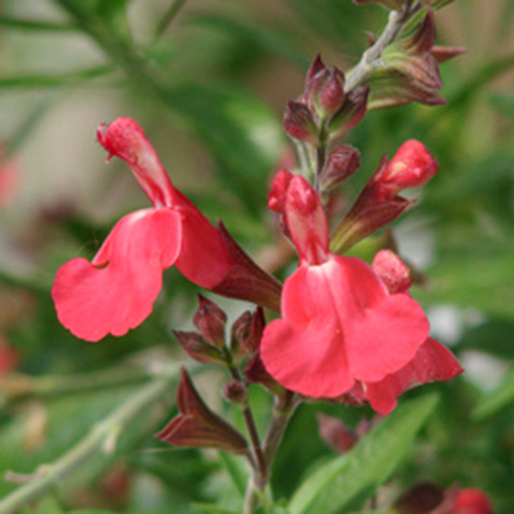 Salvia greggii 'Lipstick' Salvia, 1 Gallon Perennial