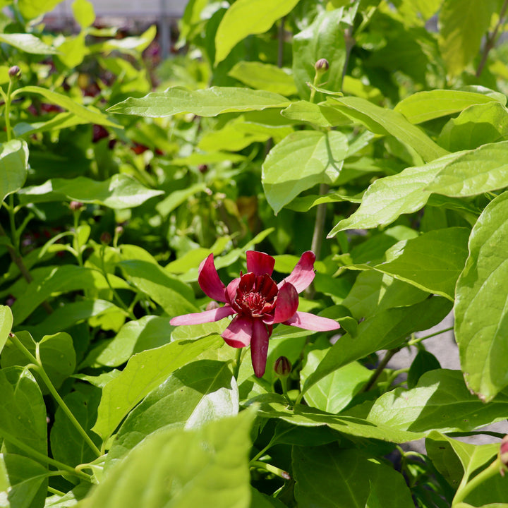 Sweetshrub