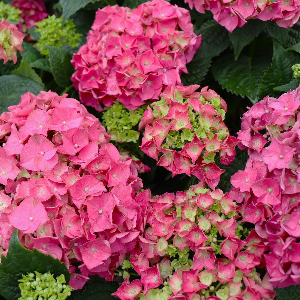 Mophead Hydrangea