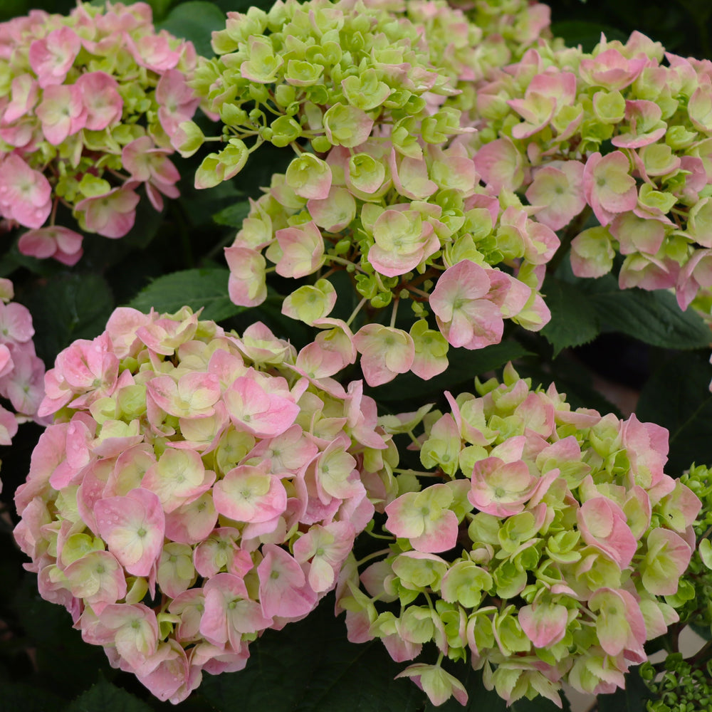 Hydrangea macrophylla 'SMNSME' PP 34327 Let's Dance Skyview Mophead Hydrangea, 3 Gallon Shrub