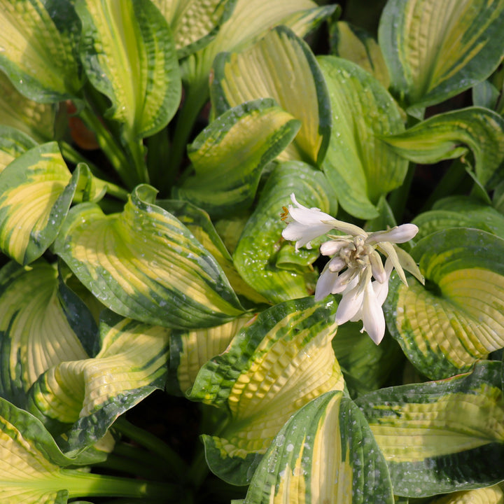 Hosta 'Brother Stefan' Hosta, 1 Gallon Perennial
