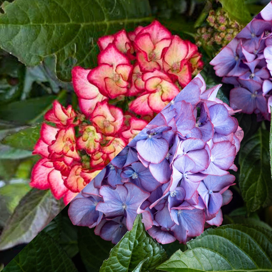 Hydrangea macrophylla 'Hokomabebos' PP34143 Kimono™ Mophead Hydrangea, 2 Gallon Shrub