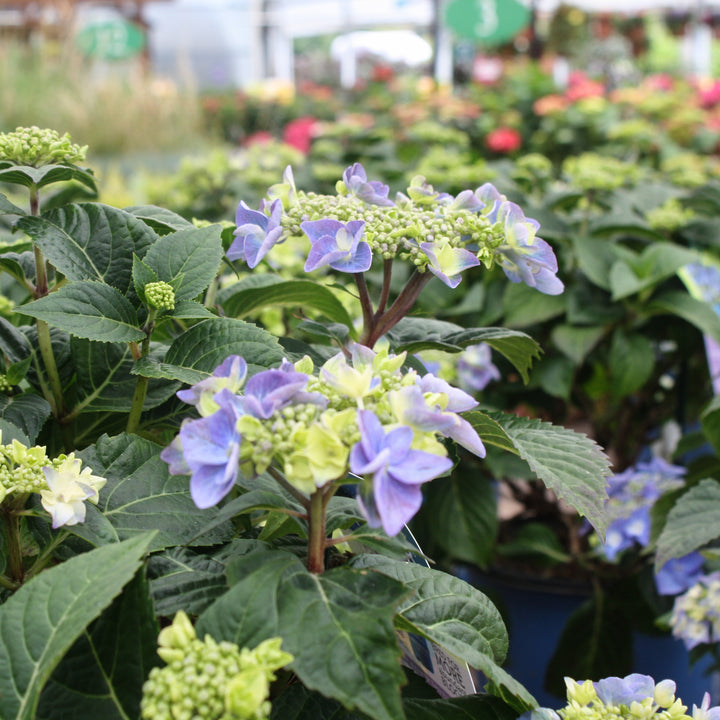 Hydrangea macrophylla 'Bailmacsix' PP33703 Endless Summer® Pop Star Bigleaf Hydrangea, 2 Gallon Shrub