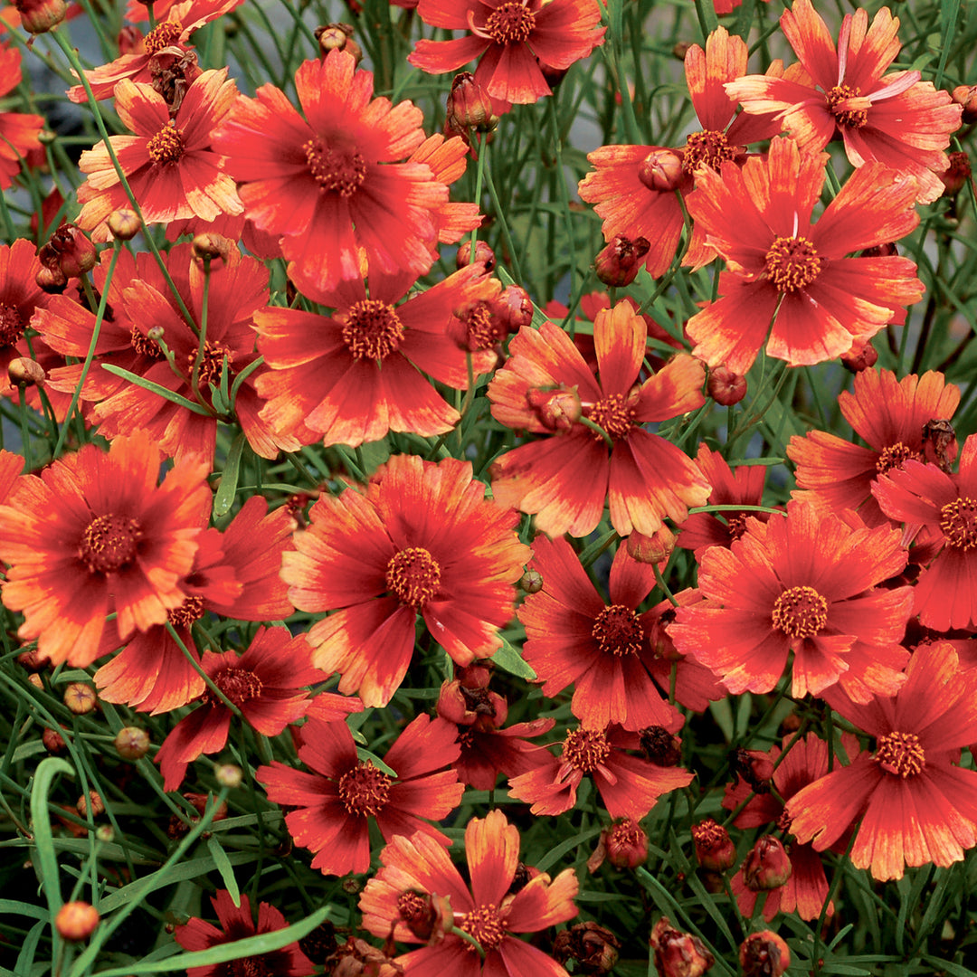 Coreopsis x 'Desert Coral' PP24847 Coreopsis, 1 Gallon Perennial