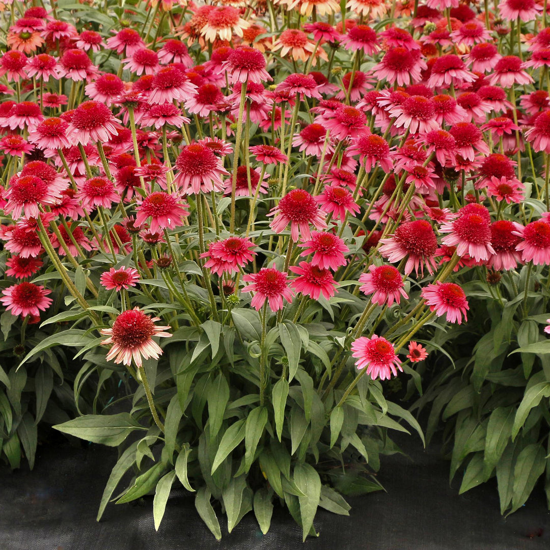 Echinacea x 'Carmine' Cara Mia™ Carmine Coneflower, 1 Gallon Perennial