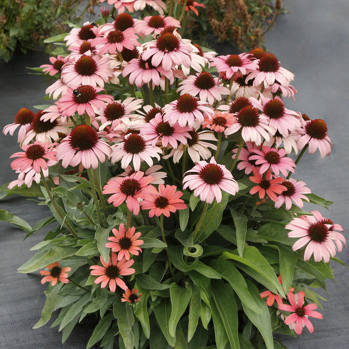 Echinacea x 'Mystic' PPAF Dark Shadows™ Mystic Coneflower, 1 Gallon Perennial