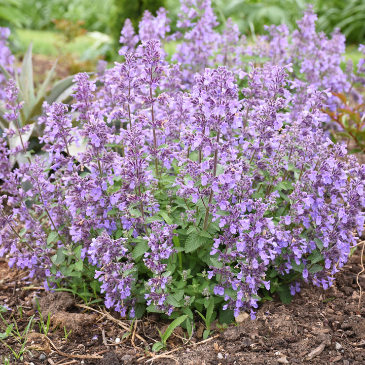 Nepeta faassenii 'Picture Purrfect' PP34502 Catmint, 1 Gallon Perennial