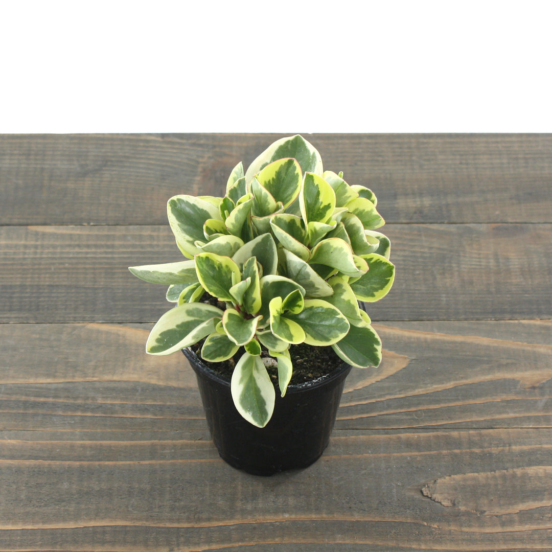 Peperomia obtipan 'Bicolor' Peperomia, 4 Inch Houseplant