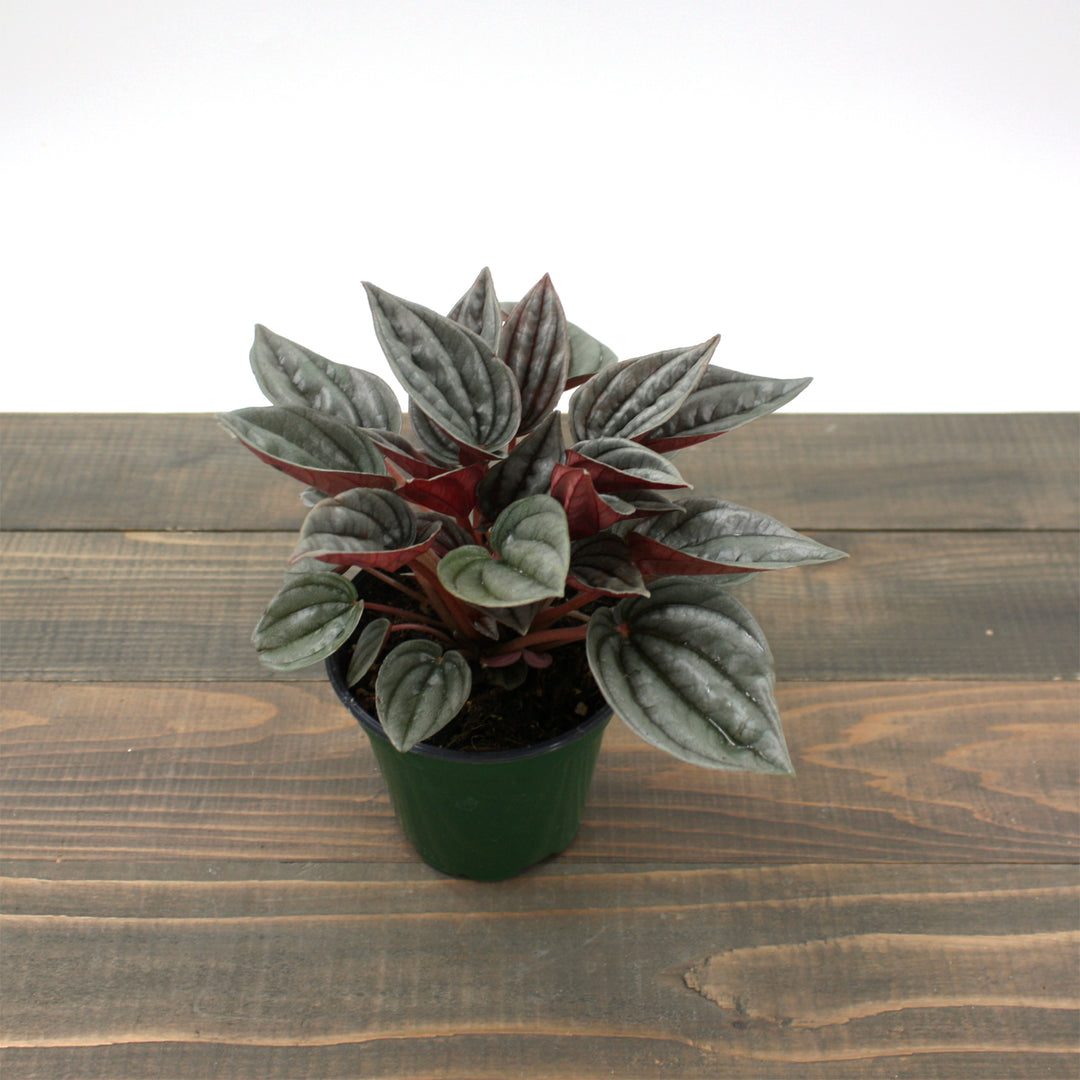 Peperomia caperata 'Mendoza' Peperomia, 4 Inch Houseplant