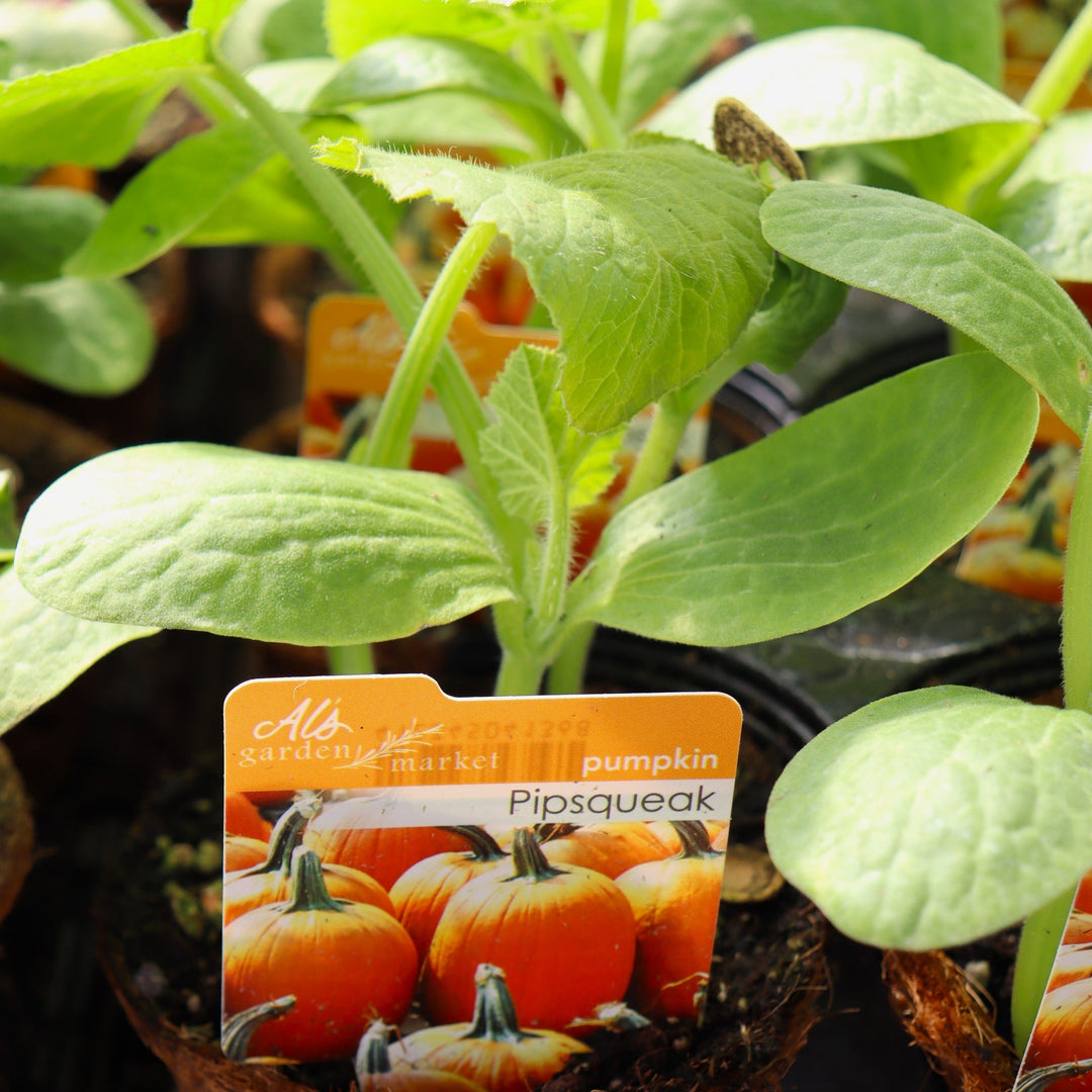Cucurbita pepo 'Pipsqueak' Pumpkin, 4 Inch Annuals