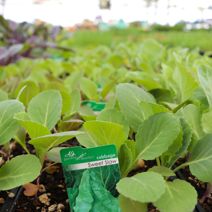 Brassica oleracea 'Sweet Slaw' Cabbage, 6-Pack Annual
