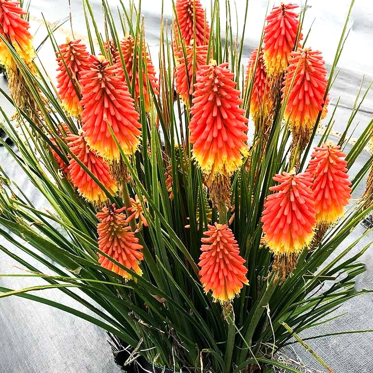 Kniphofia 'Rocket Jr.' PP36683 Poker Plant, 1 Gallon Perennial