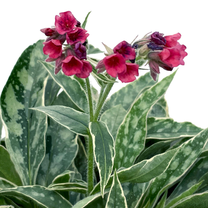 Pulmonaria 'Raspberry Frost' PPAF Pulmonaria, 1 Gallon Perennial