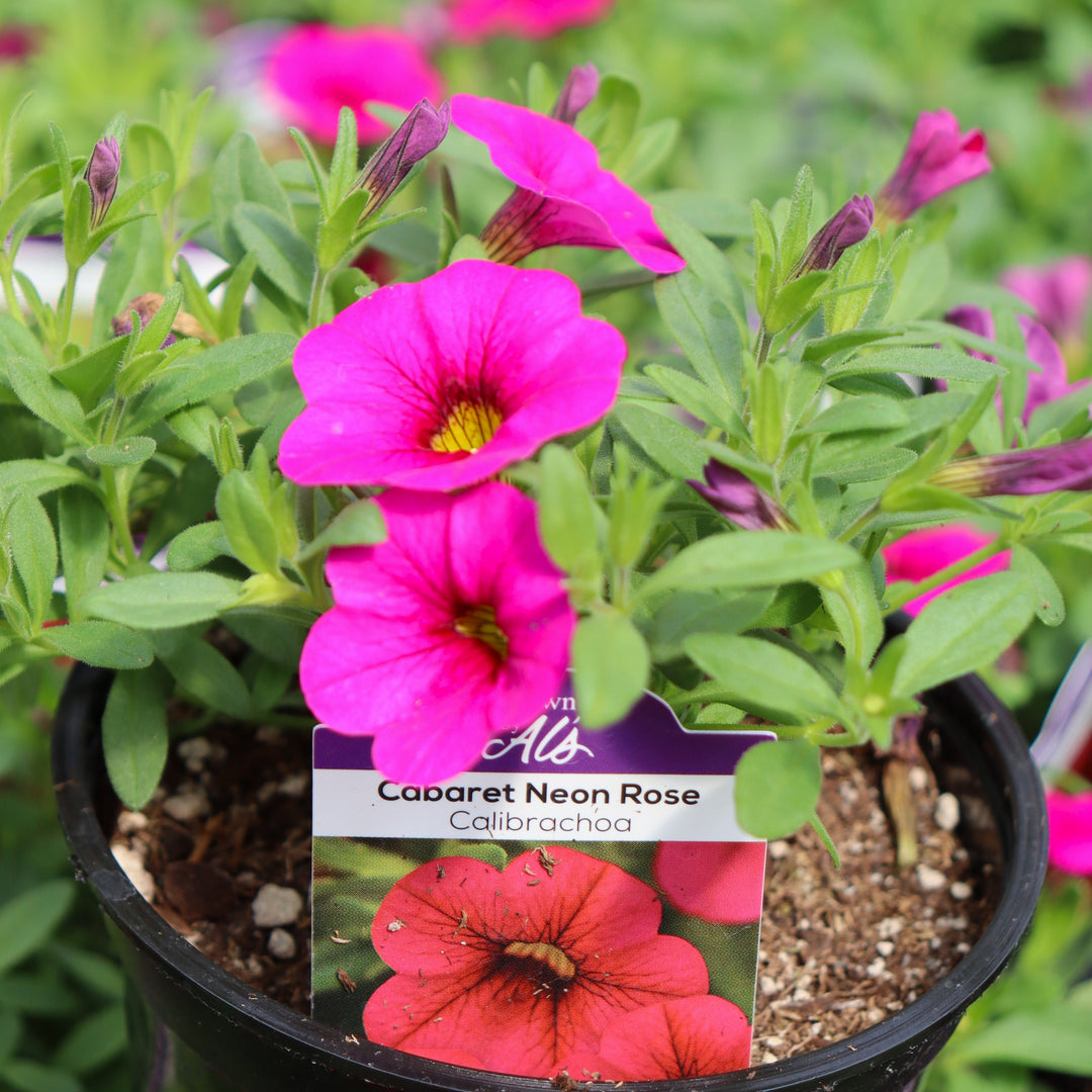Calibrachoa x 'Balcabearnro' Cabaret® Neon Rose Calibrachoa, 4 Inch Annual