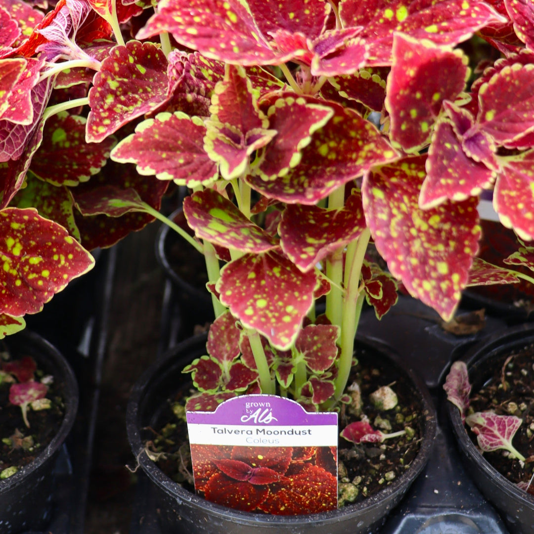Plectranthus scutellarioides 'Talavera Moondust' Coleus, 4 Inch Annual