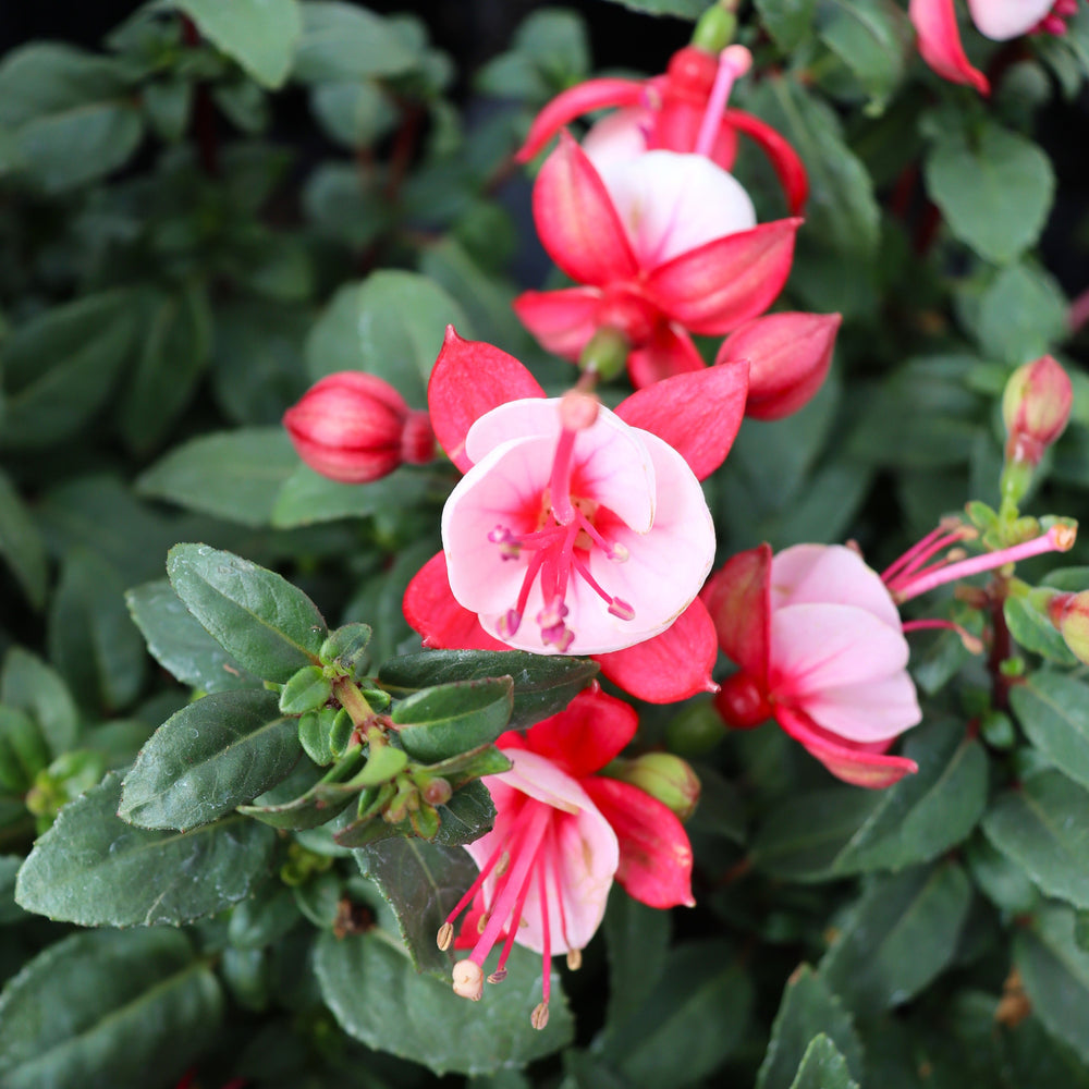 Fuchsia x 'Windchimes Upright Neon/White' Non-Hardy Fuchsia, 4 Inch Annuals