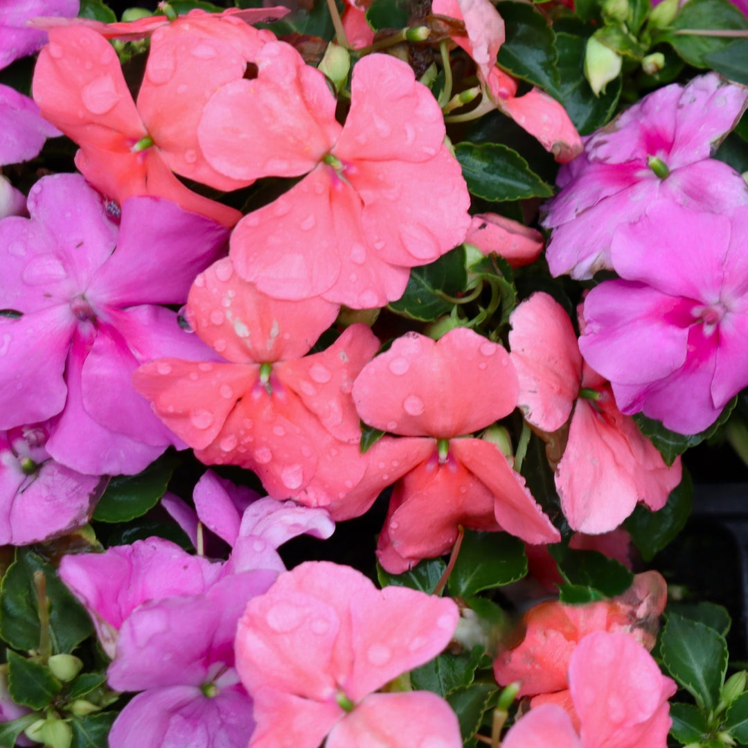 Impatiens walleriana 'Beacon Pearl Island Mixture' Beacon® Pearl Island Mixture Impatiens, 3-Pack Annual